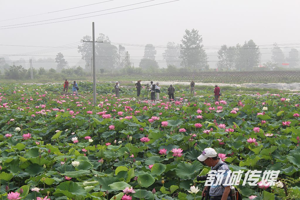 荷花基地吸引摄影爱好者前来采风.JPG