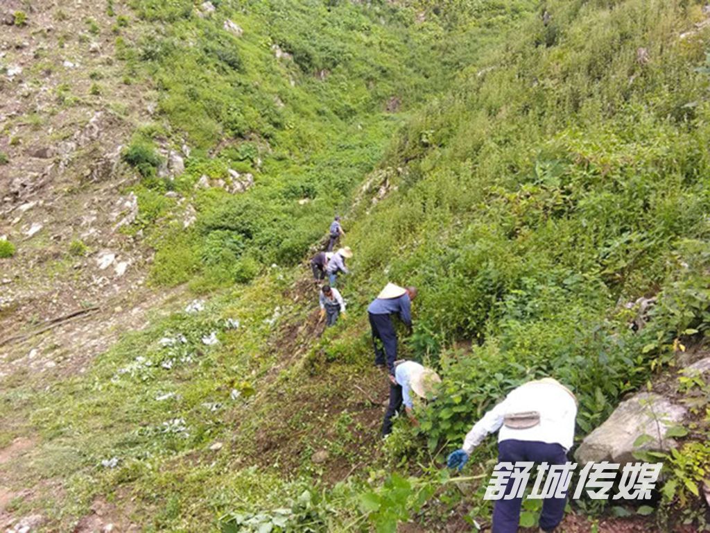 杰森公司造林现场