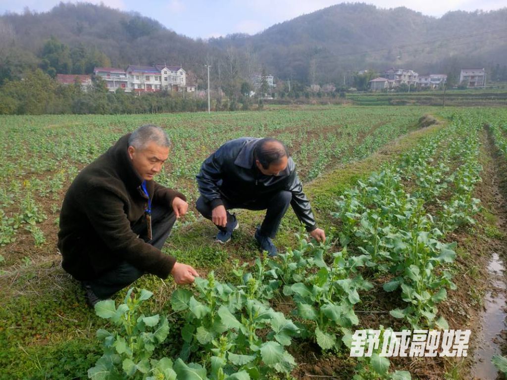 高峰乡农技专家在田间地头指导农作物管理
