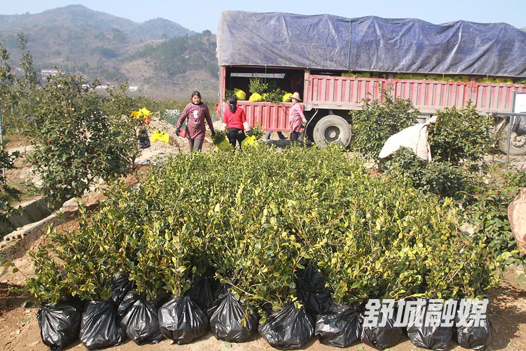 2年生油茶容器苗分品种运输