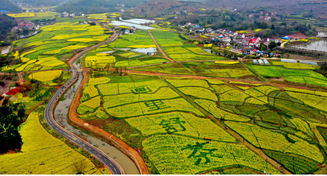 舒城县舒茶镇沙墩村2000多亩连片油菜花和民居、茶山构成一幅美丽的生态山村画卷。